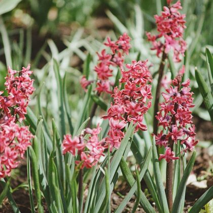 Hyacinthus spp.