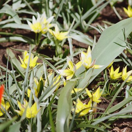 Tulipa spp.